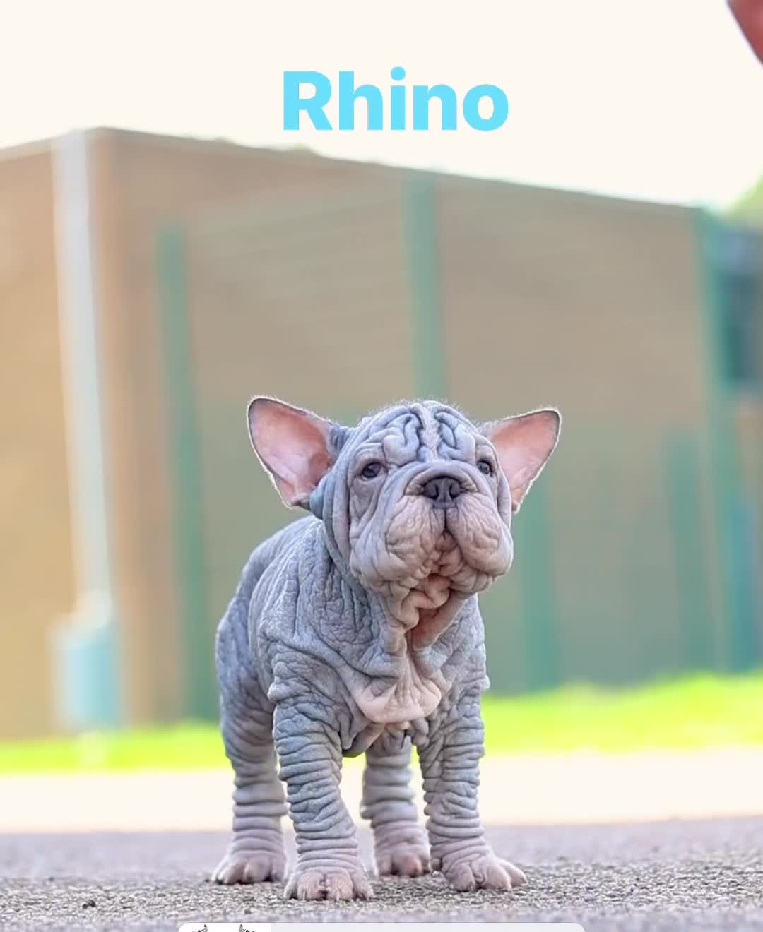 @Softskinpuppies