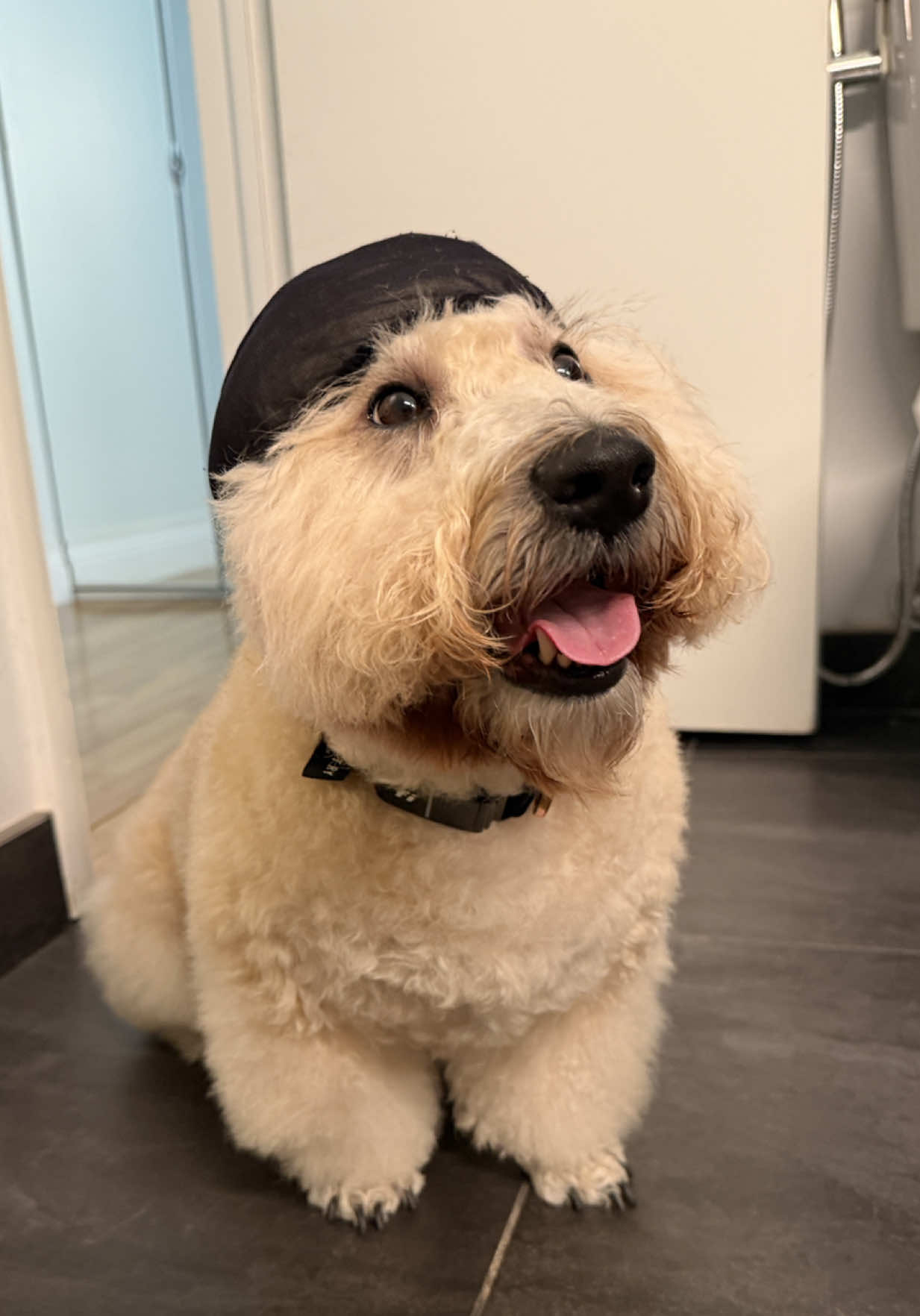 @Kylo 🐶