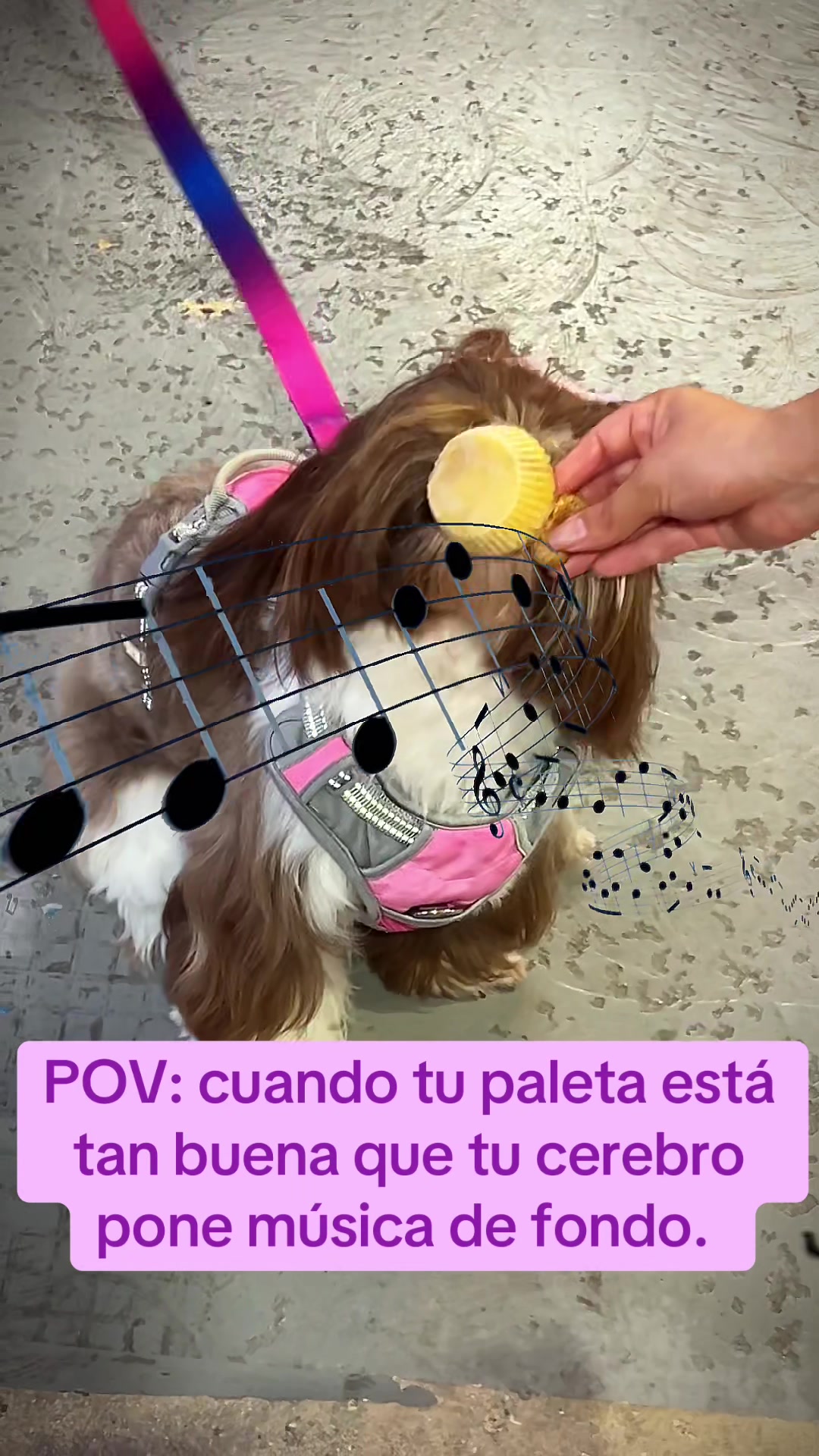 @Deliguau.Delimiau