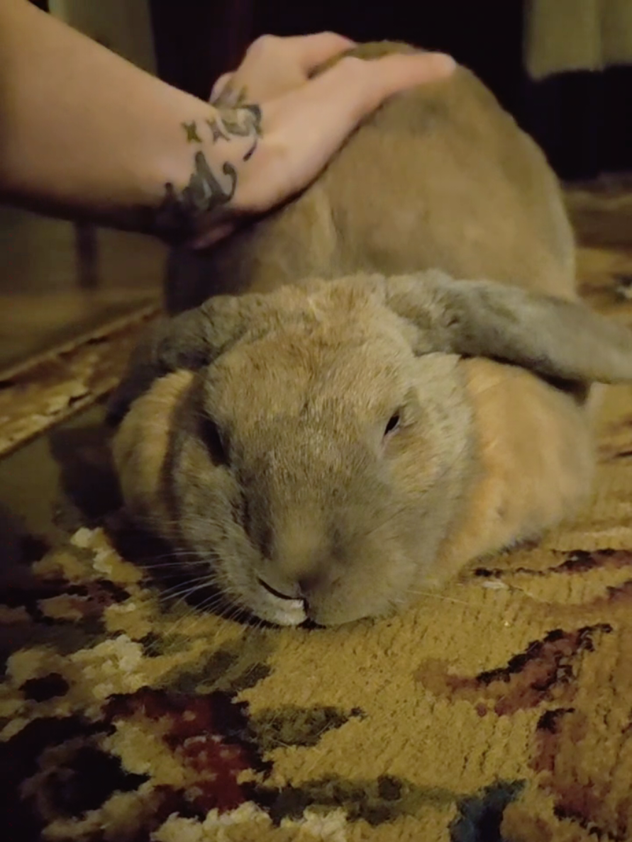 @bunny wabbit