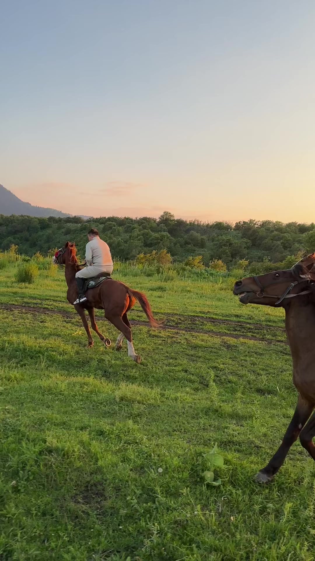 @akshatau_horses