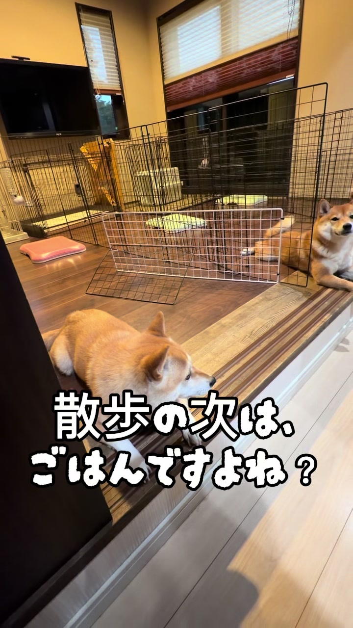 @こまめとしばーず🐾