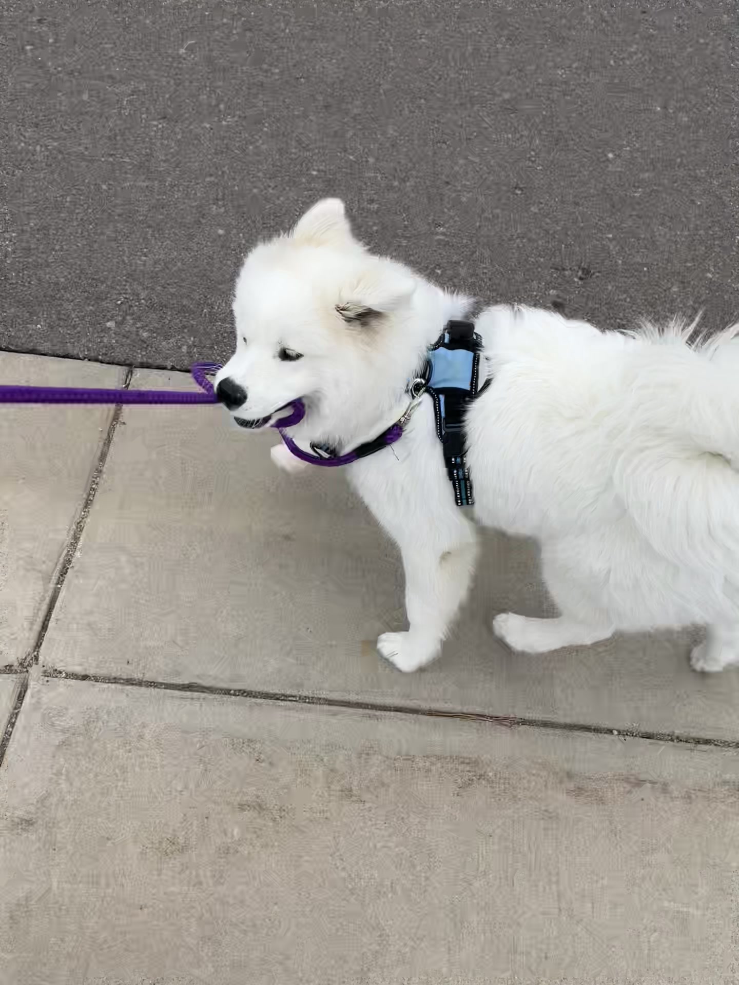 @Luna The Samoyed