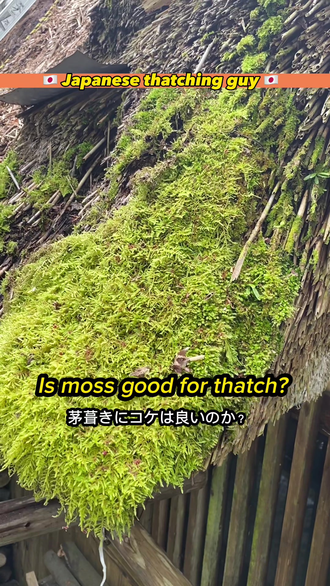 @Japanesethatchingguy