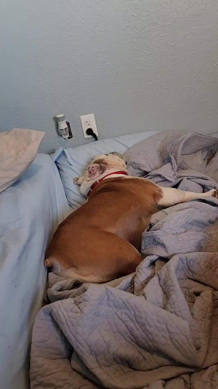 @BulldogTopiaInTexas💙💙💙💙💙