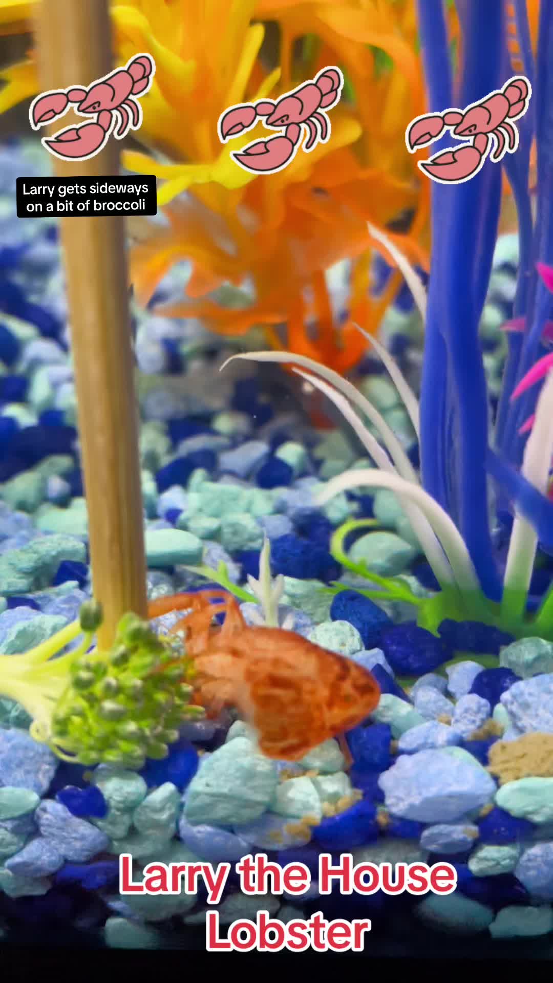 @Larry the House Lobster