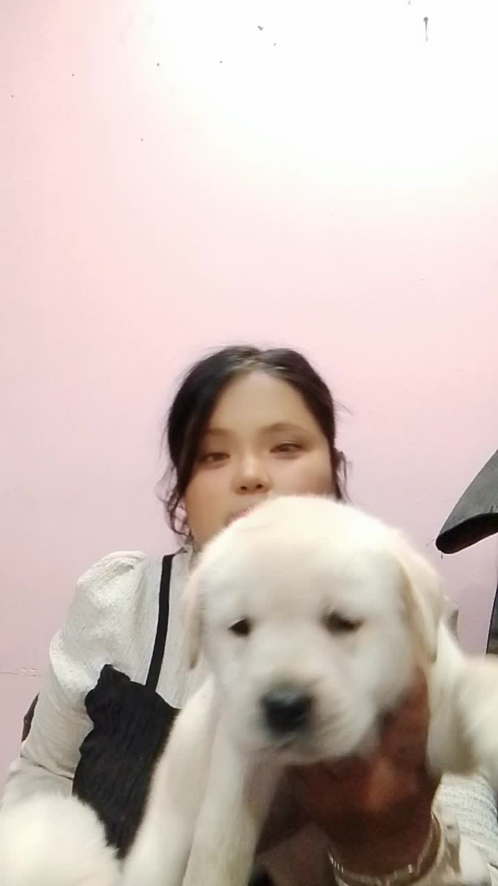 @Dream pet shop & pet solution