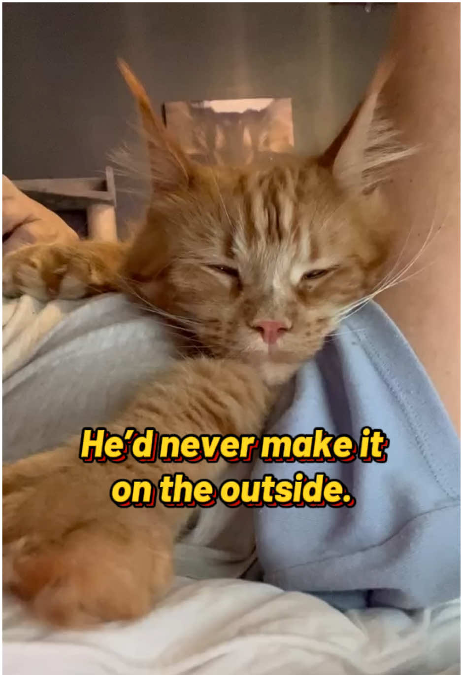 @Grapes the Maine Coon