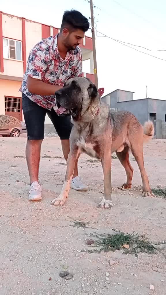 @Mutlusvsoffical