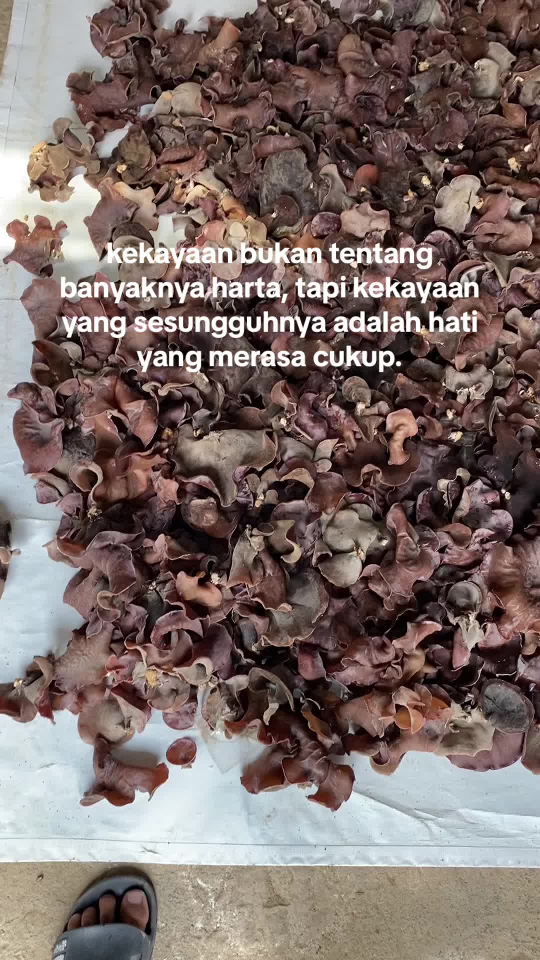 @zal