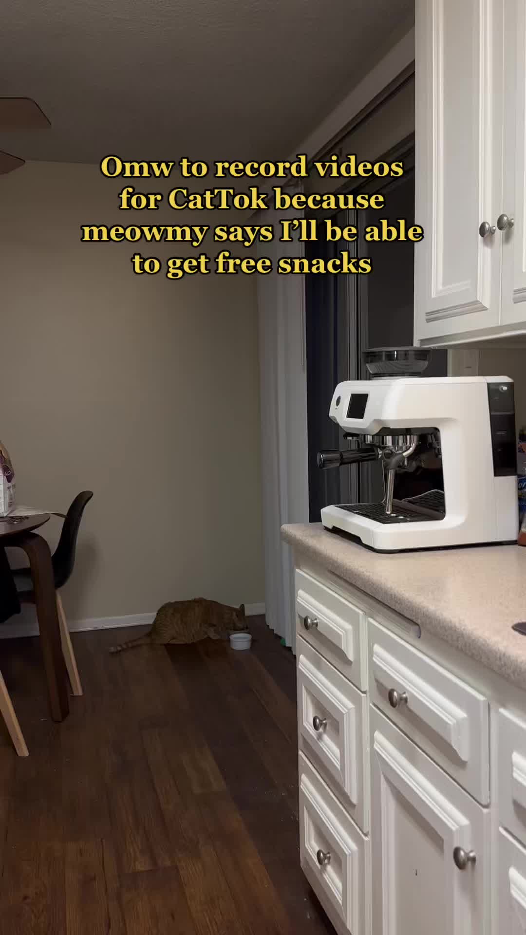 @Cat videos
