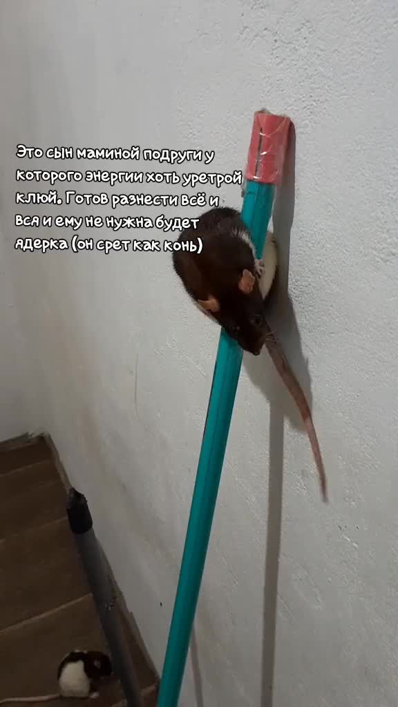 @Постирония от Артёмки 😉