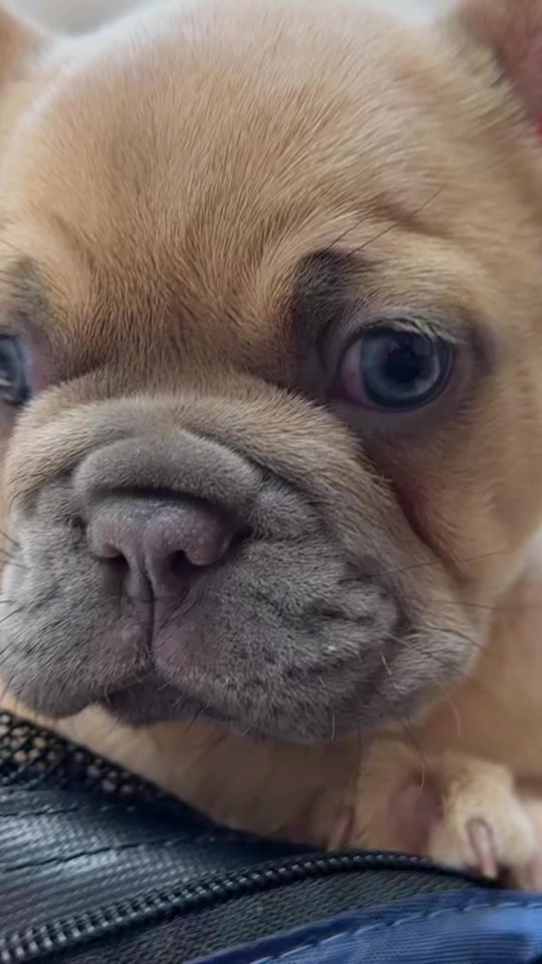 @Southern-Frenchies-And-Sons