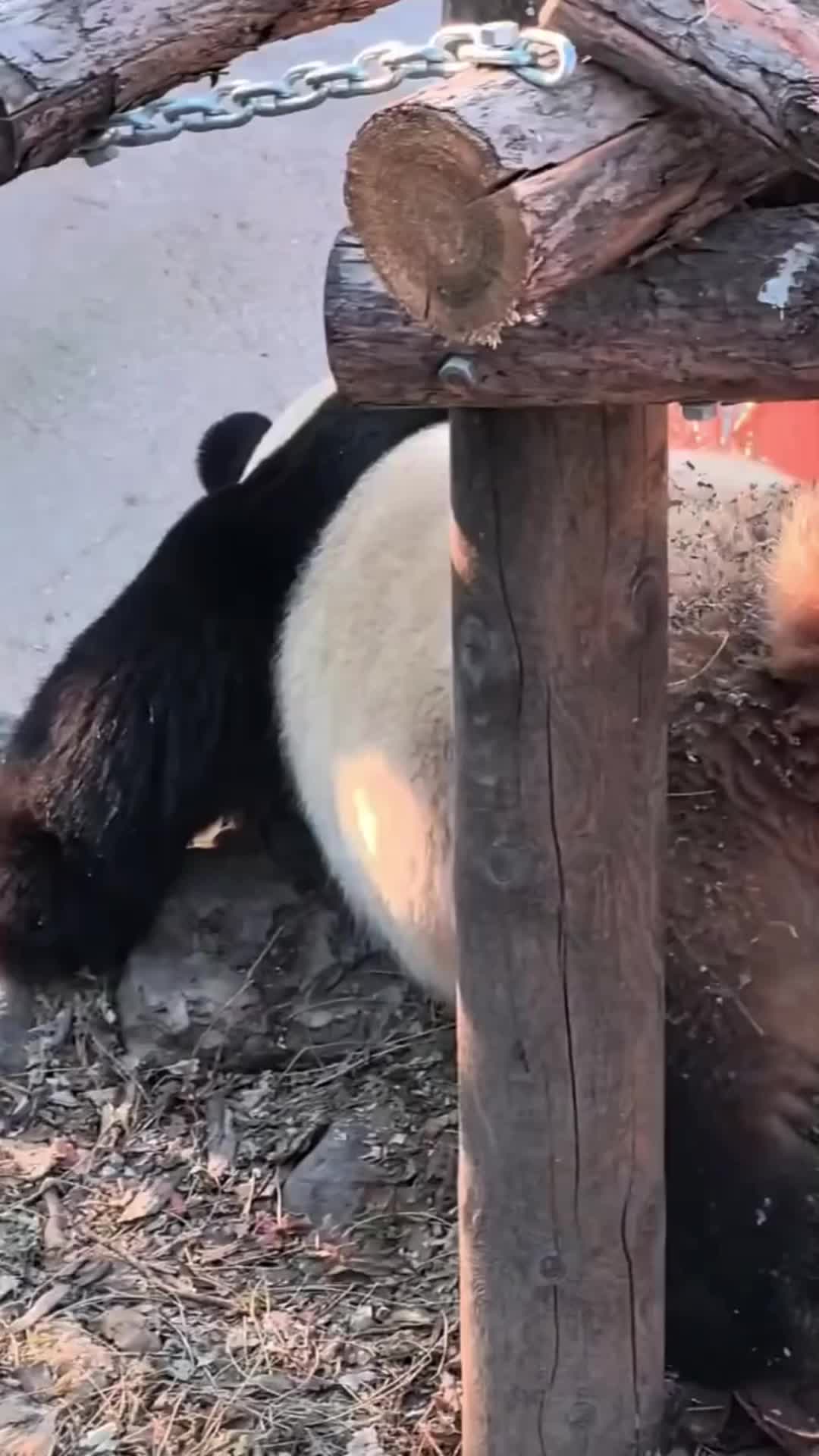 @meowhhcdntb