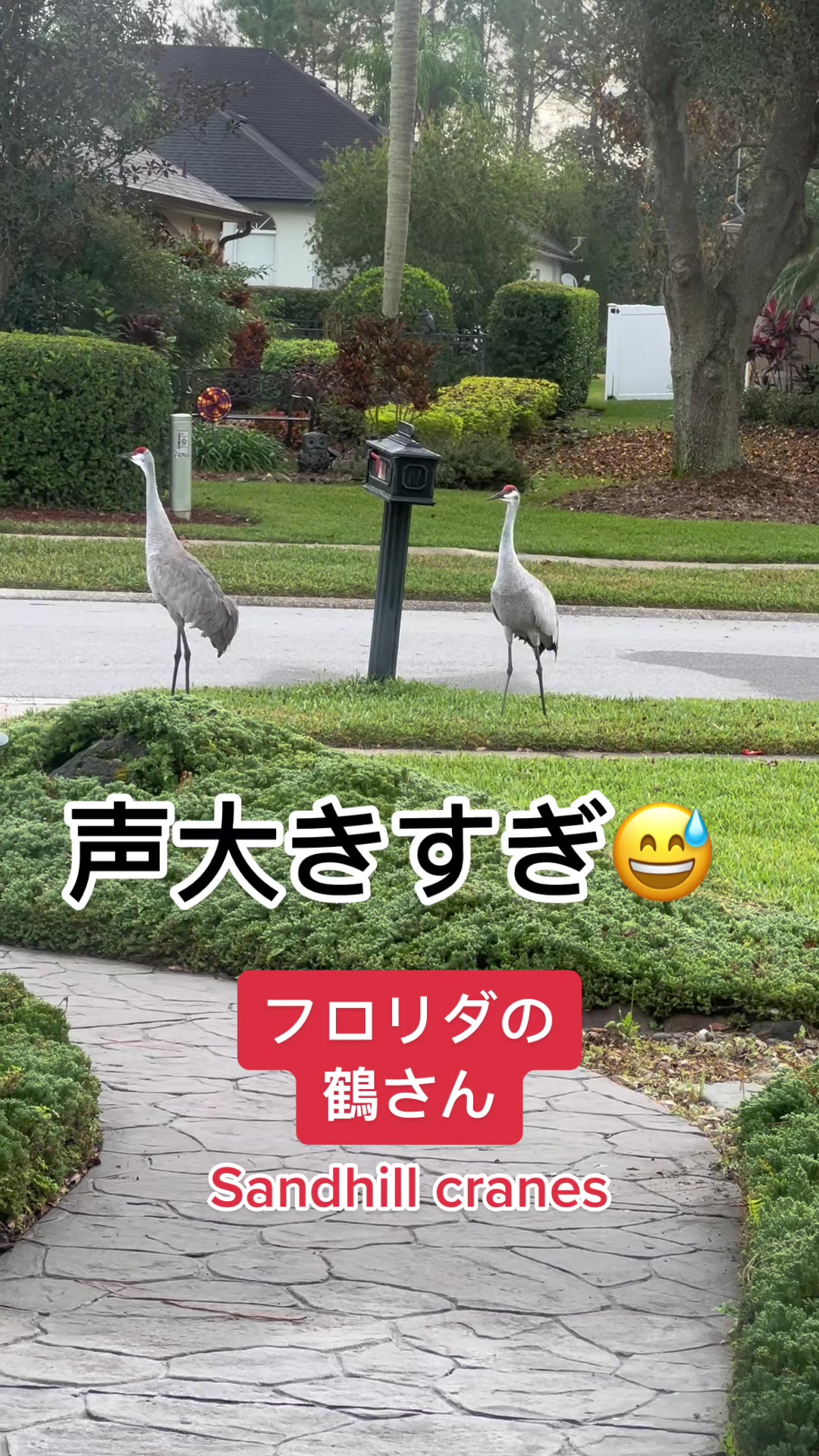 @mi_USA