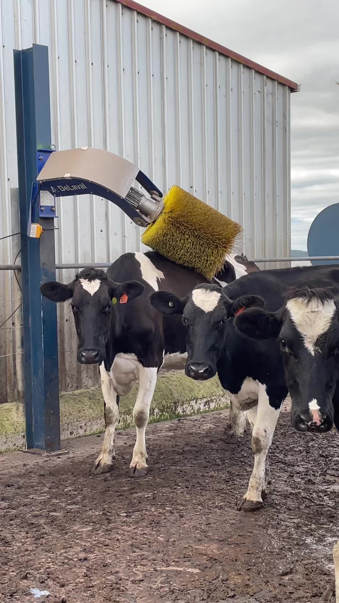 @Aussie dairy vics