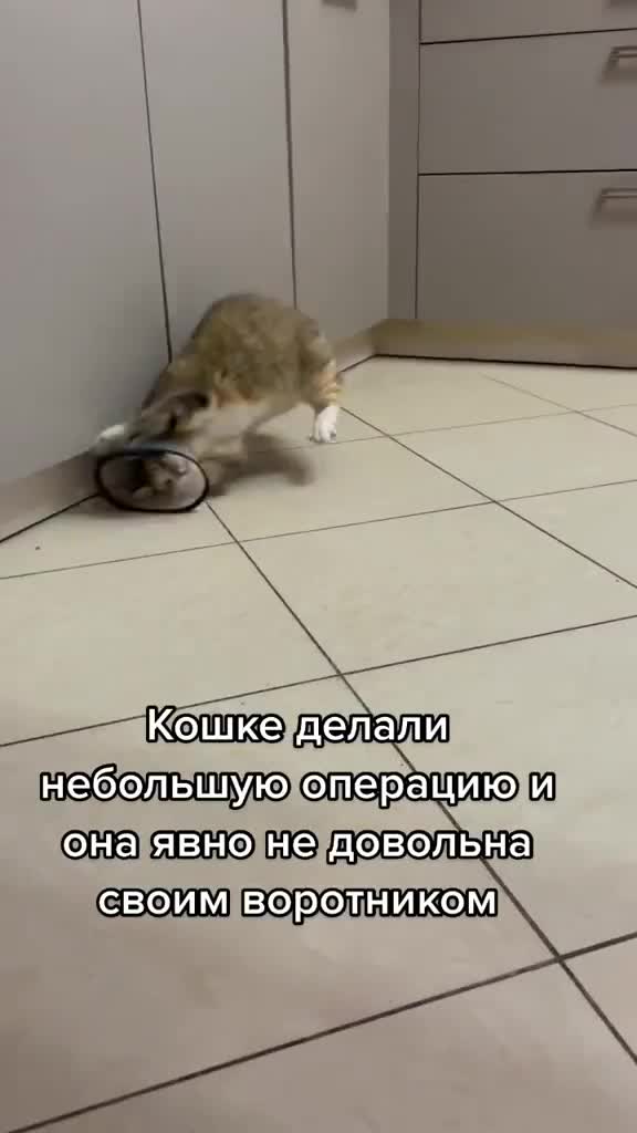 @Vatokat_tyt