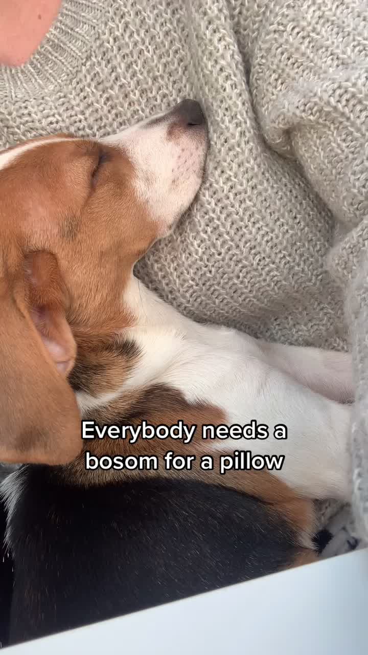 @Lync the Pocket Beagle ๐ถ
