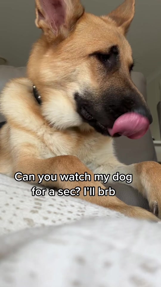 @Scout and Bailey 🐕🐶