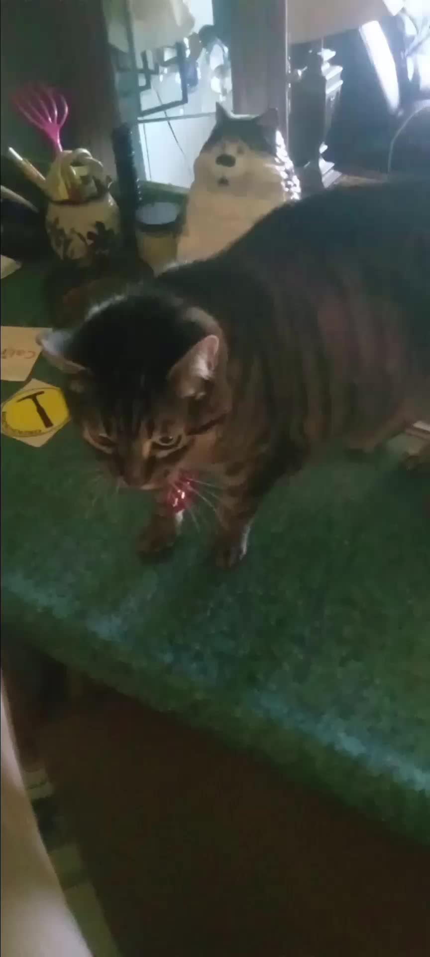 @Relaxcat_Tigerjames