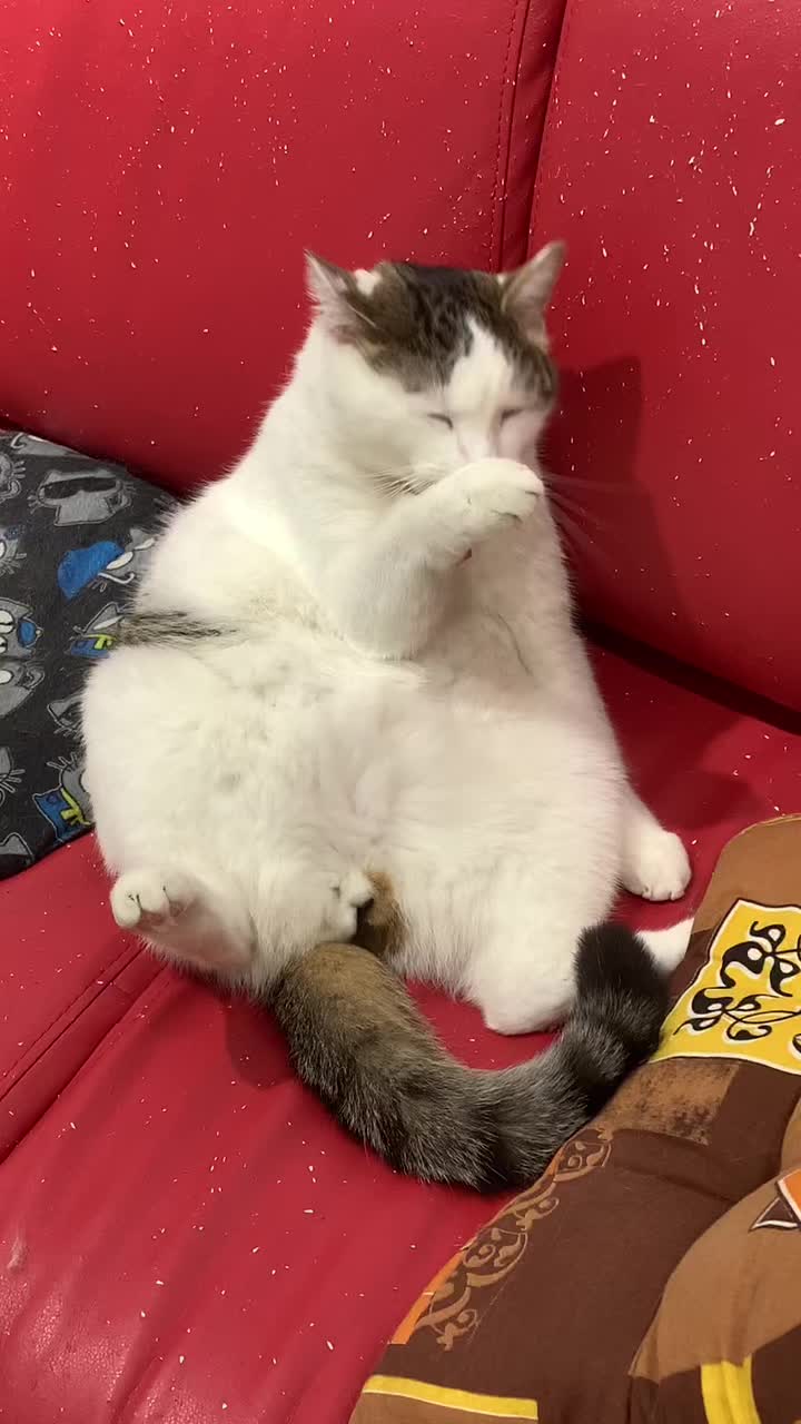 @Антошкин Кот