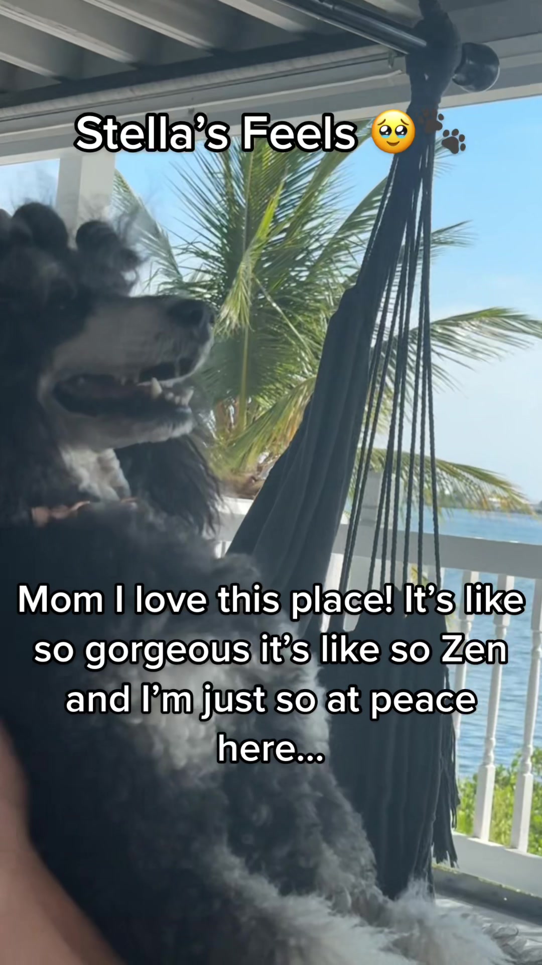 @Peachstones Bernedoodles