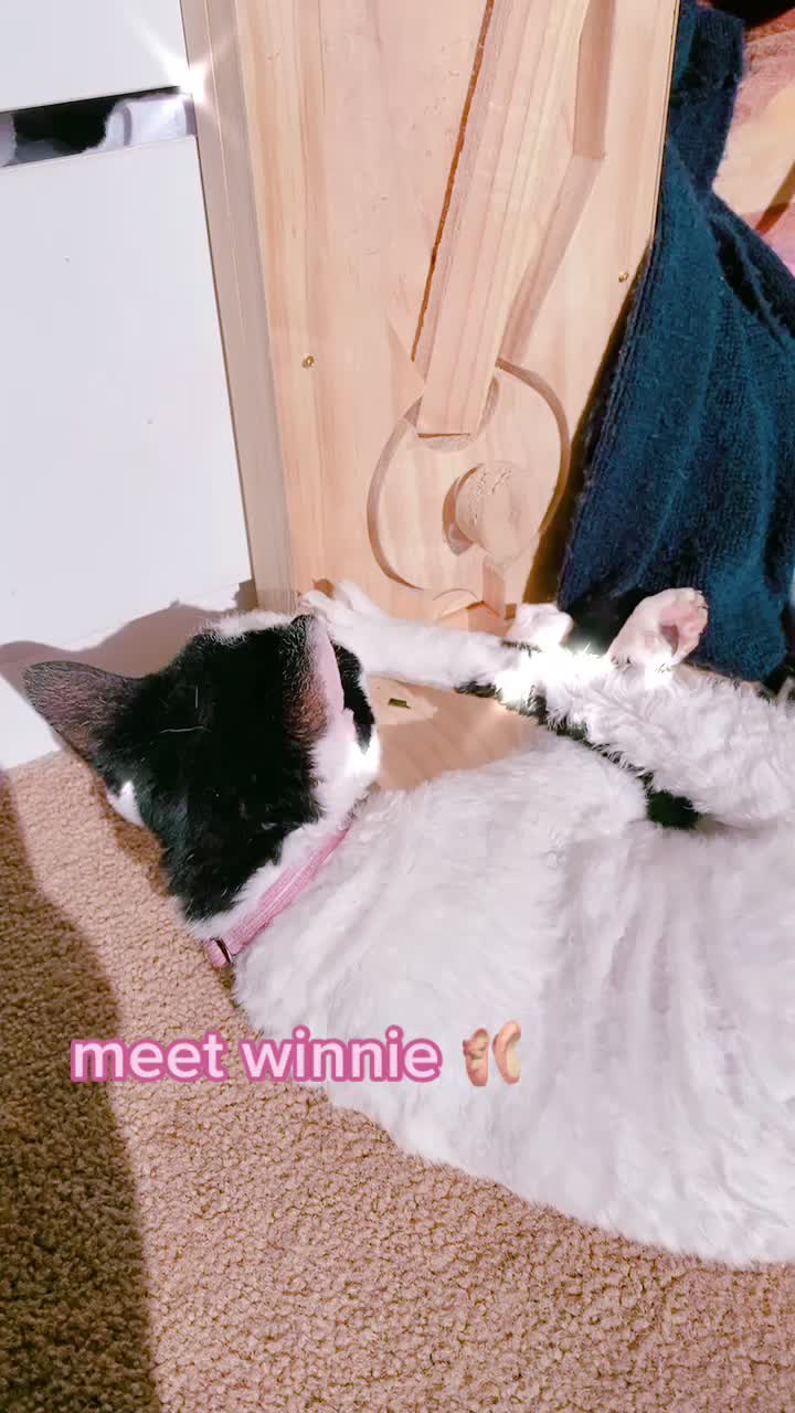 @emily 🐈⬛