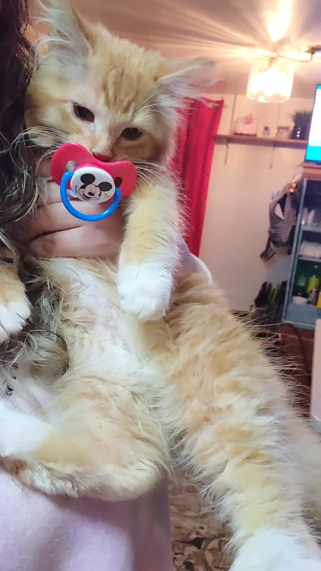 @Simba😽