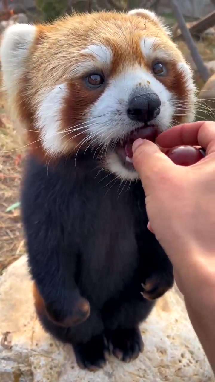 @littlepanda6487