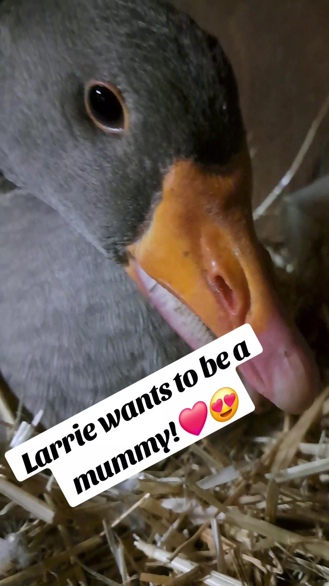 @Karnes Ranch of Indiana🦆