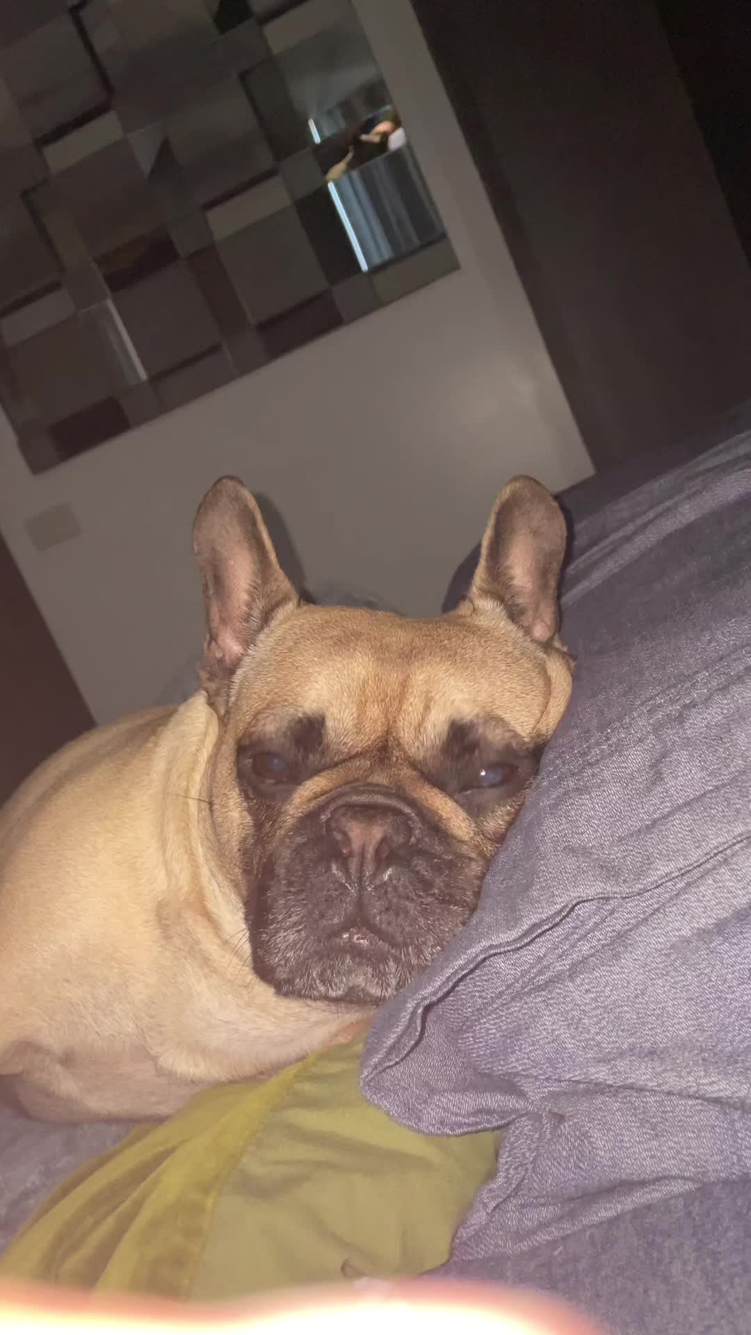 @Miss Lola the Frenchie