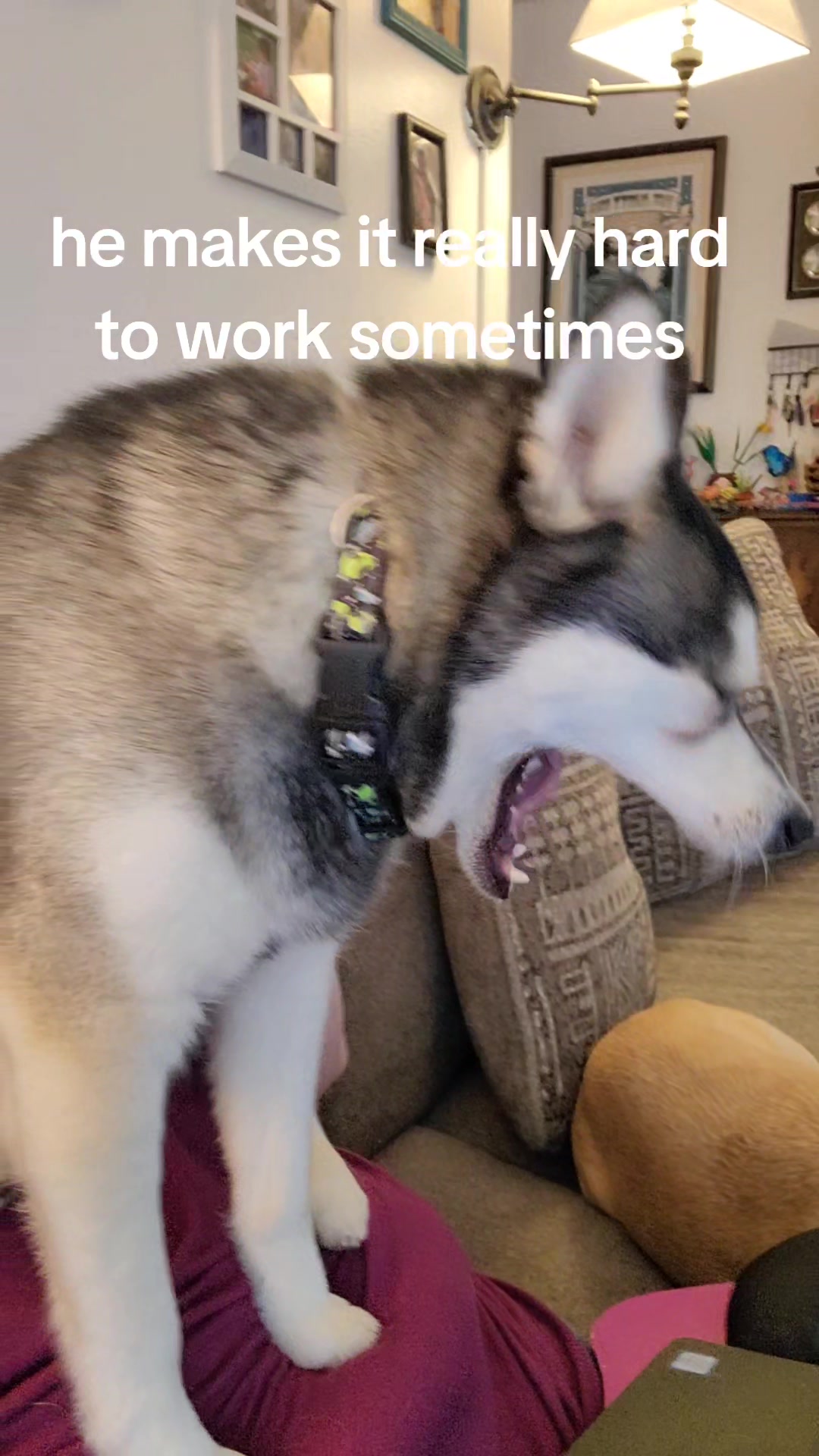 @Hersheytheminihusky