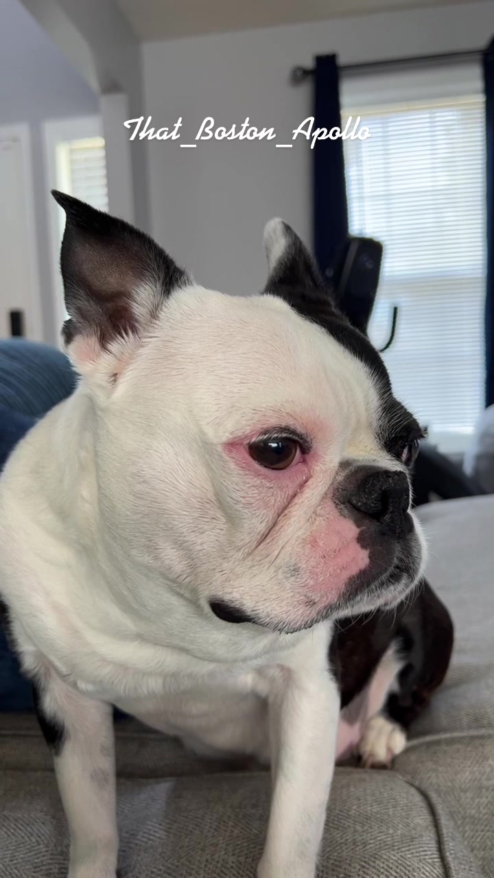 @That_Boston_Apollo