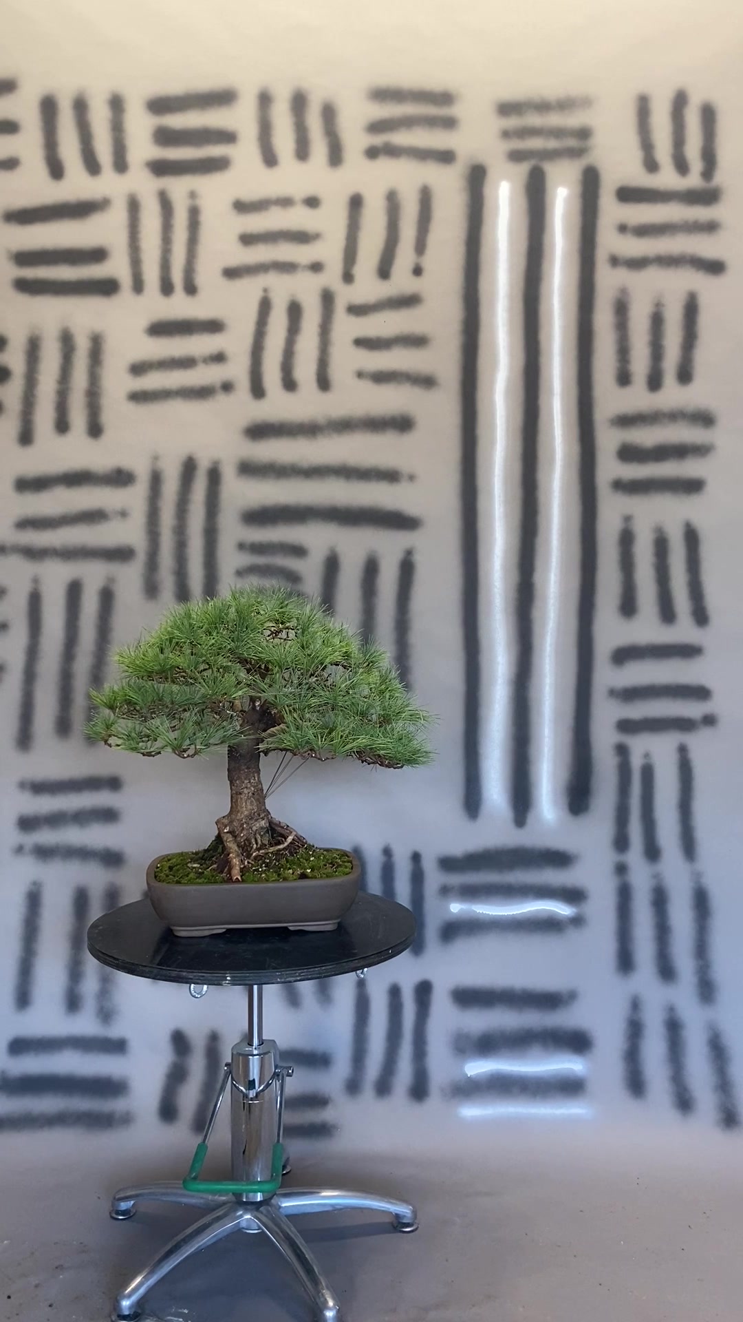 @Bonsai Movement