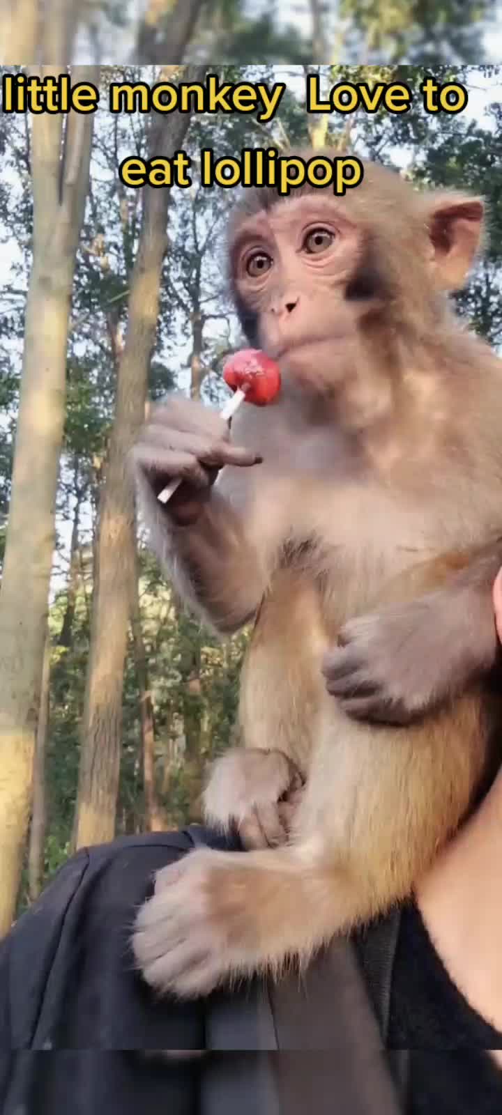 @petlove