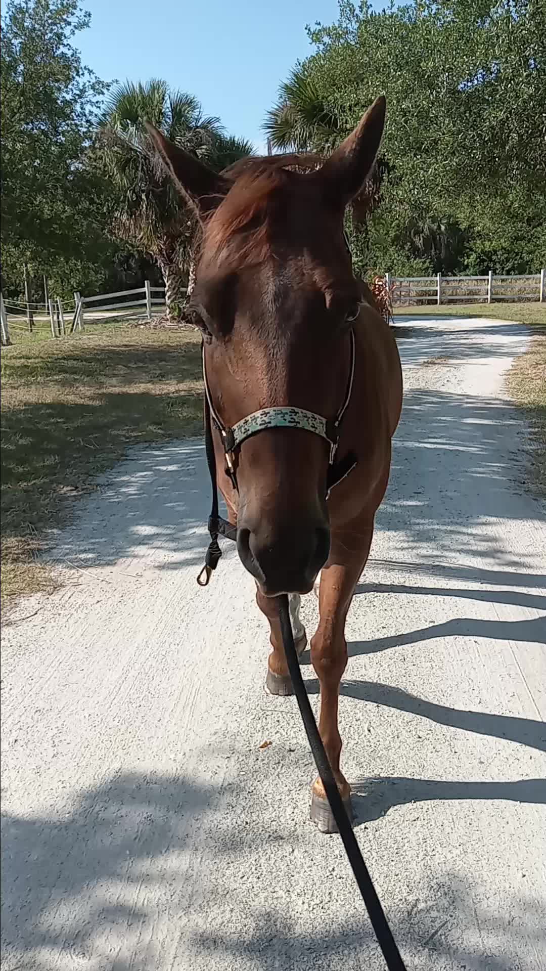 @Flhorselife772
