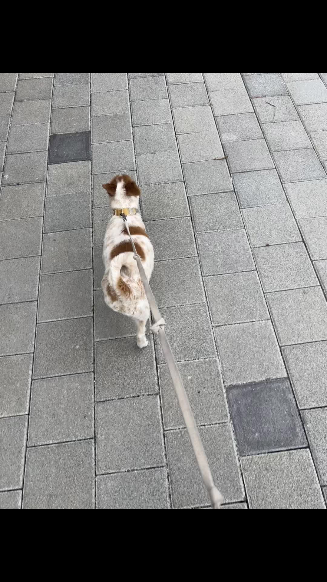 @์ฉ