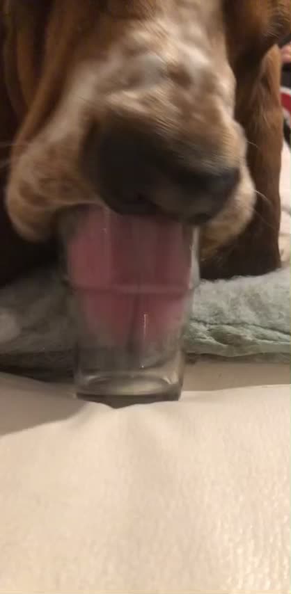 @Olaf le basset hound 🐾