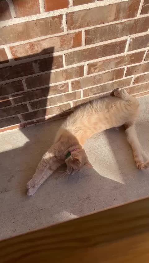 @roti_the_cat