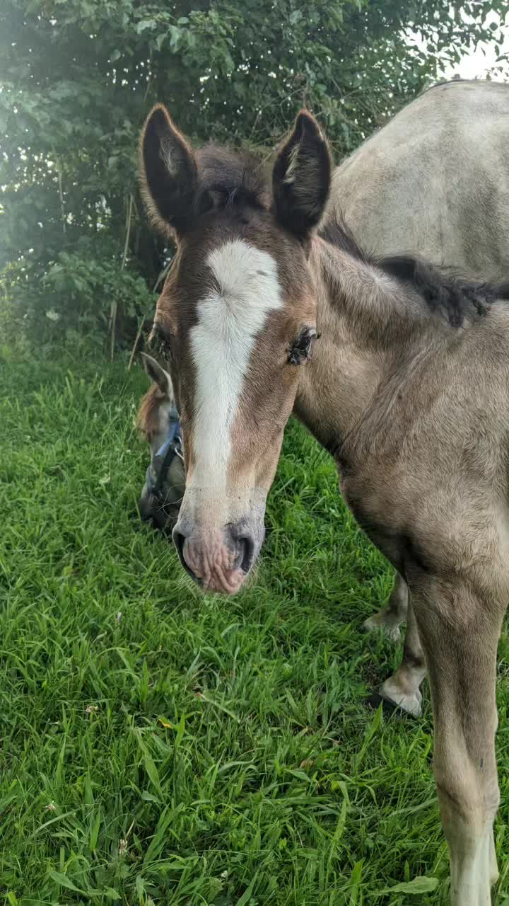 @Mane Stream Stables