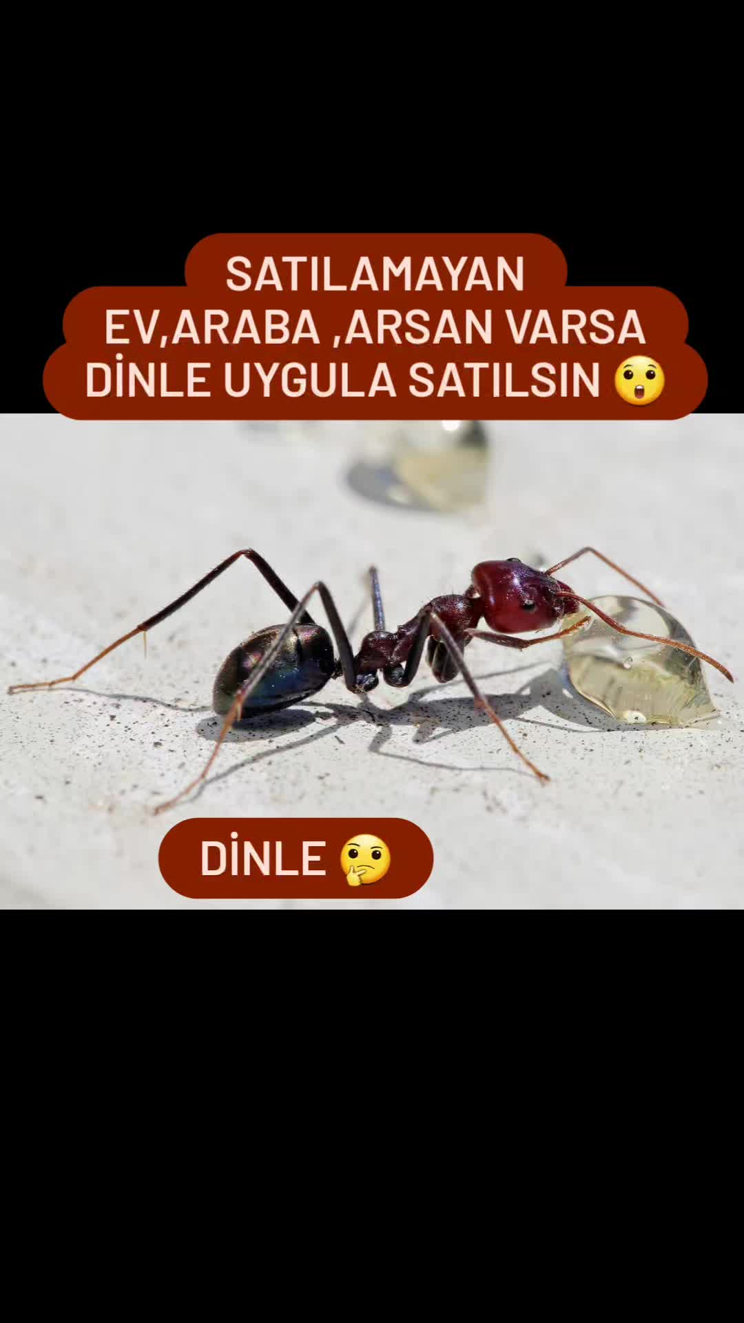 @YABANGULU11