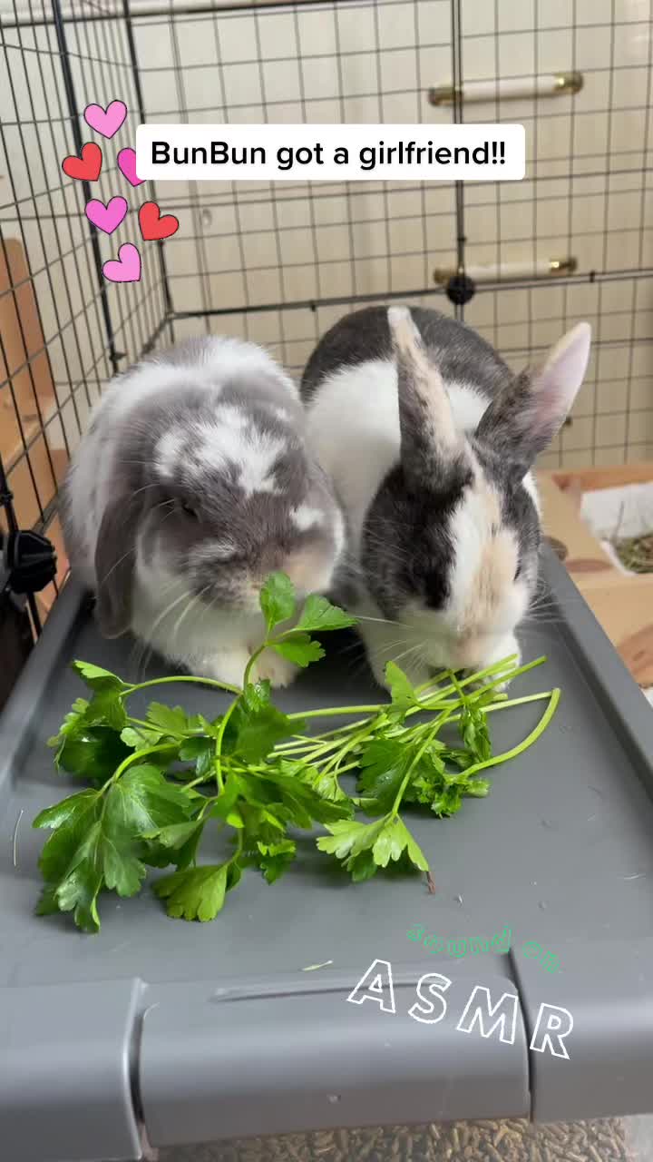 @BunBun and BaeBae