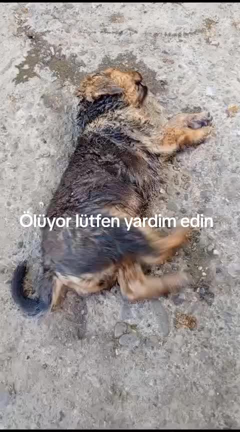@Hayalperest_perii