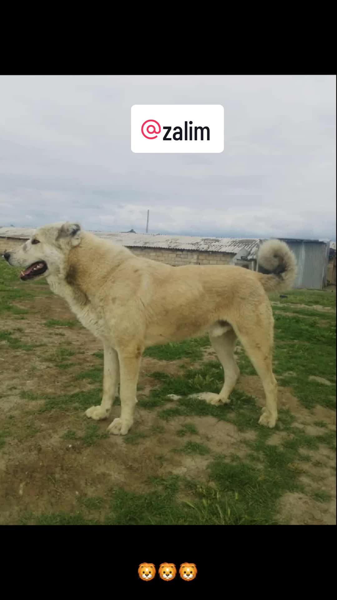 @Zalim_033
