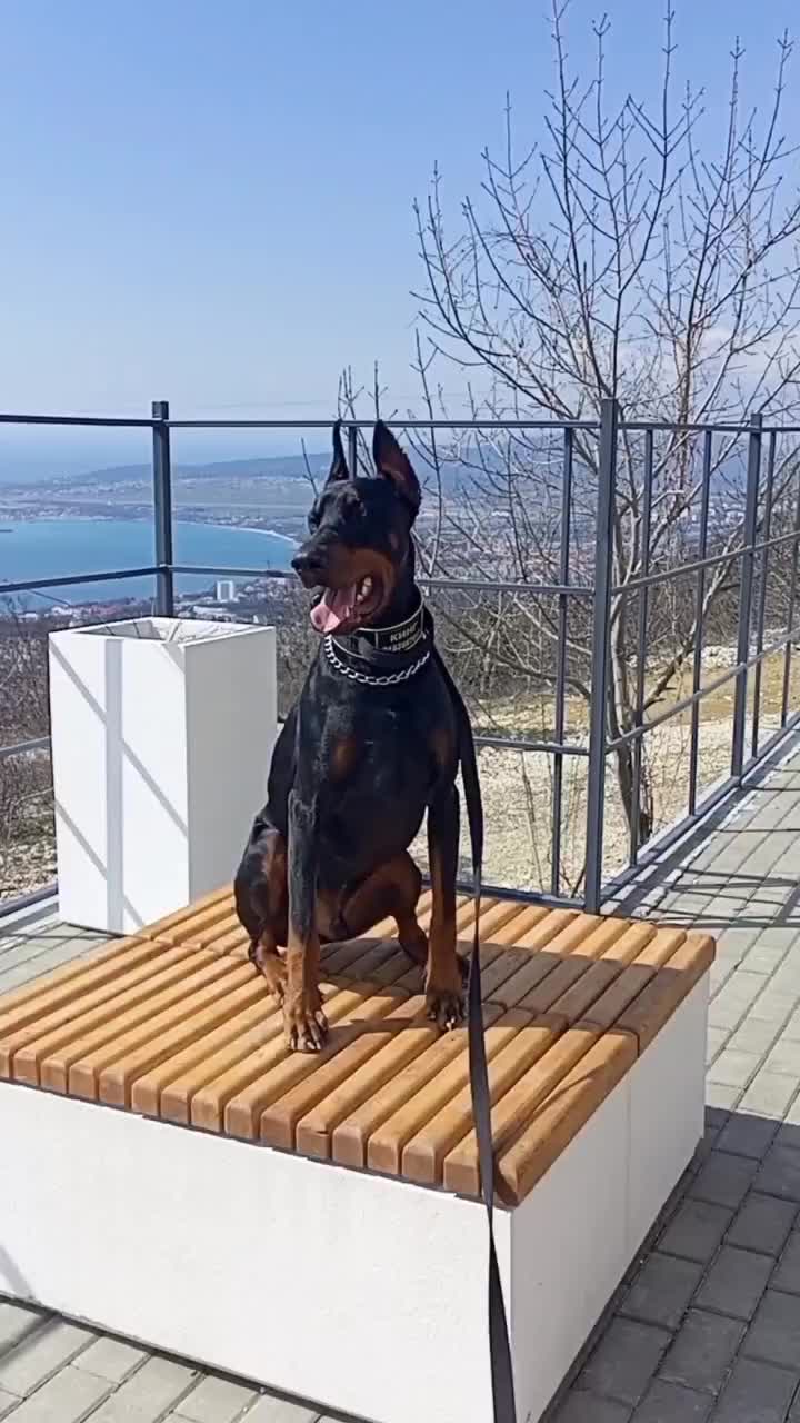 @• doberman King •