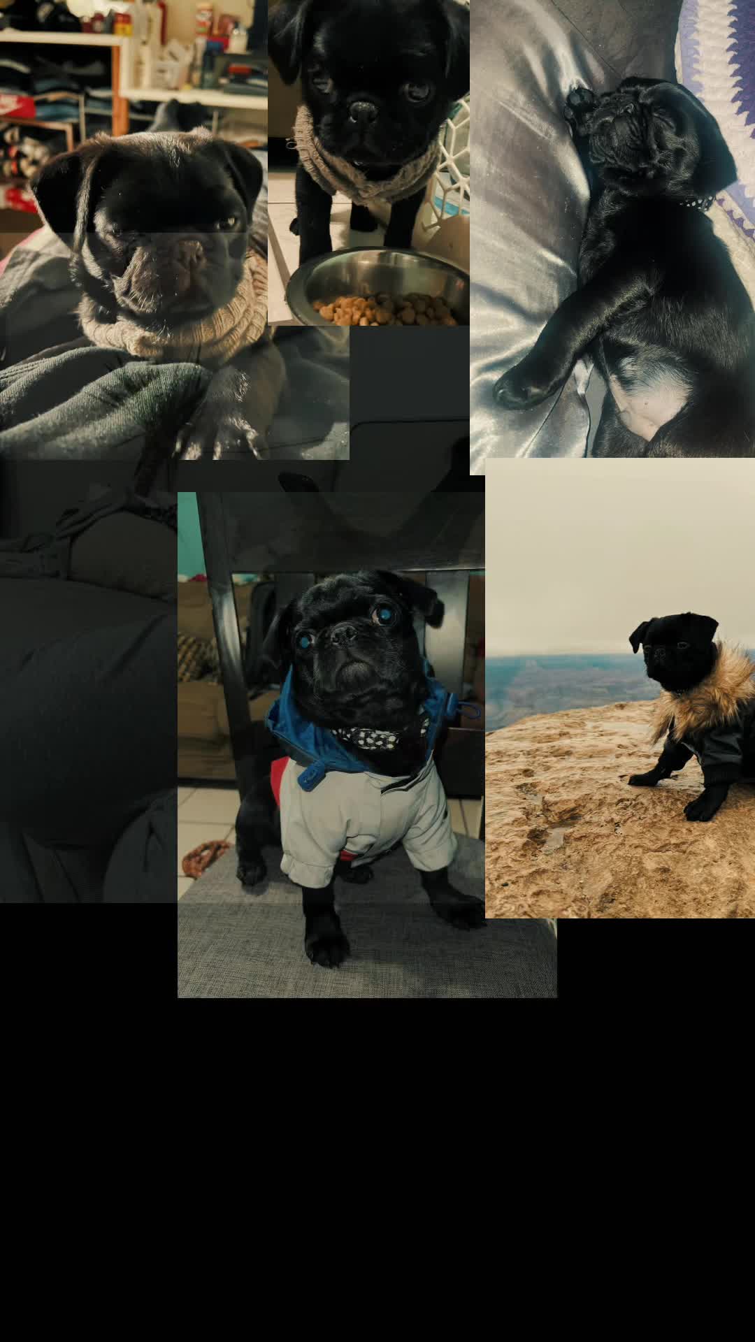 @Hershey The Pug