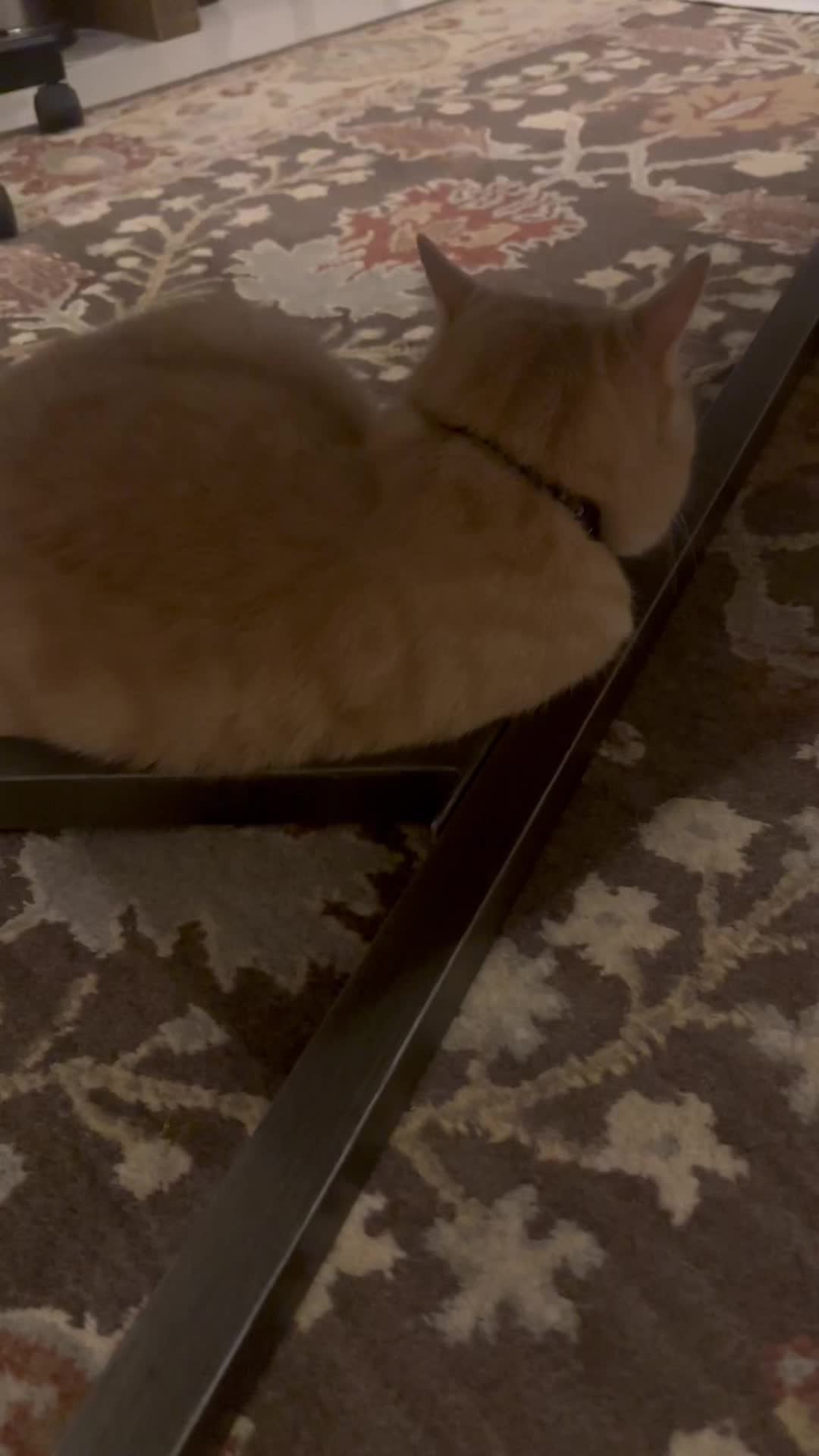@Gandalf the Cat