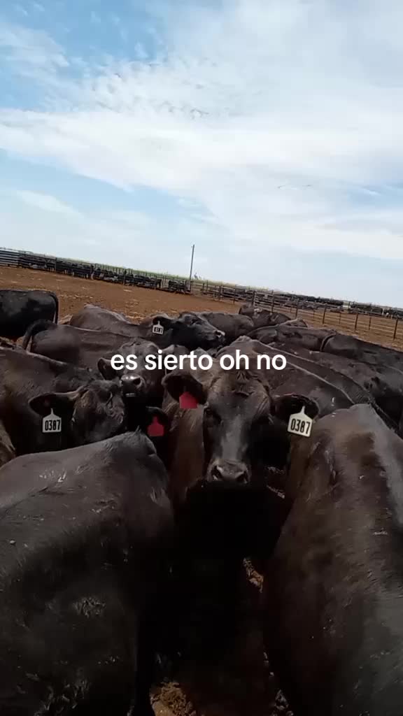 @Iván Gutiérrez 657🇬🇹🍻🍻🖤🖤