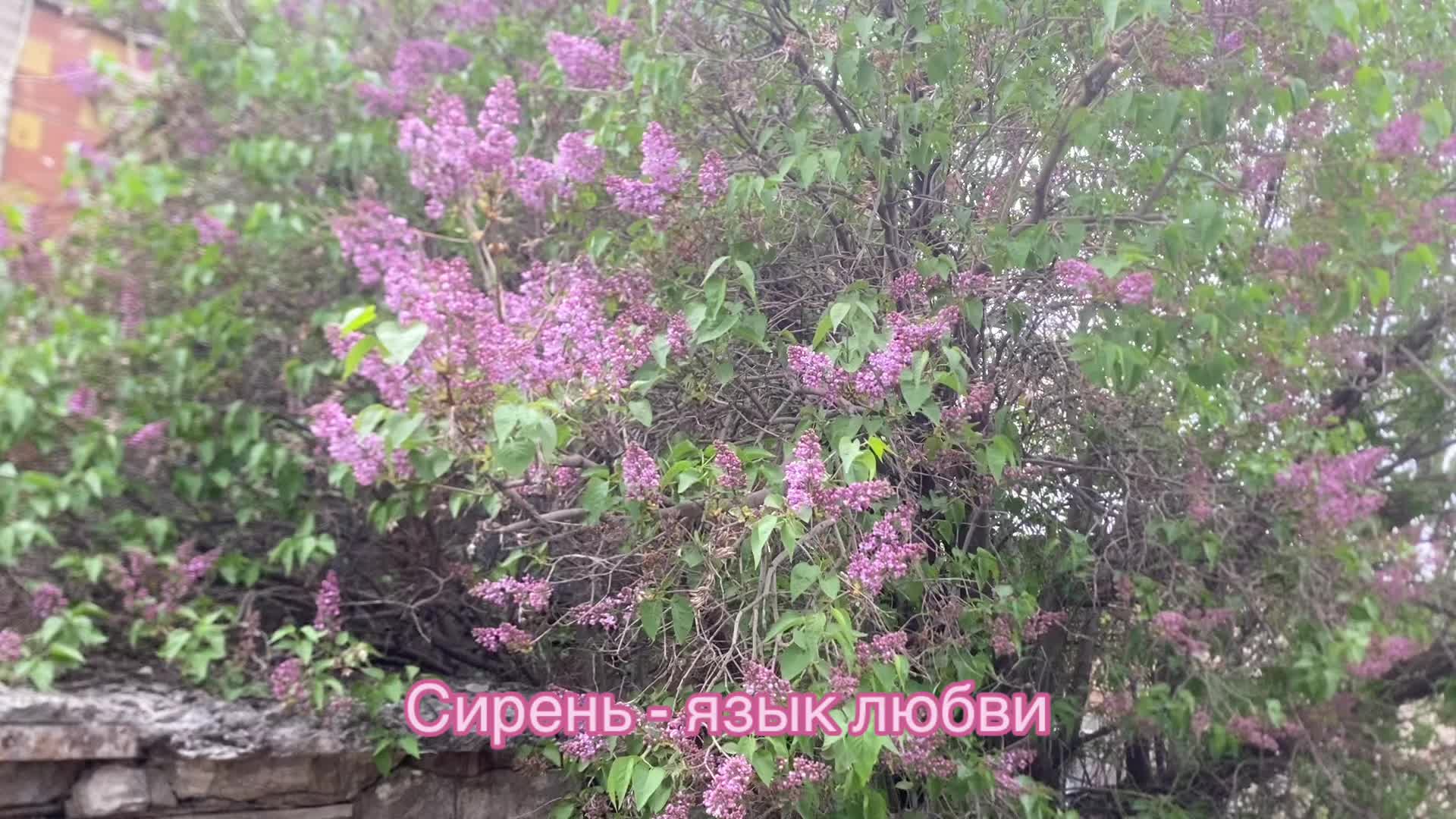 @aydi_q