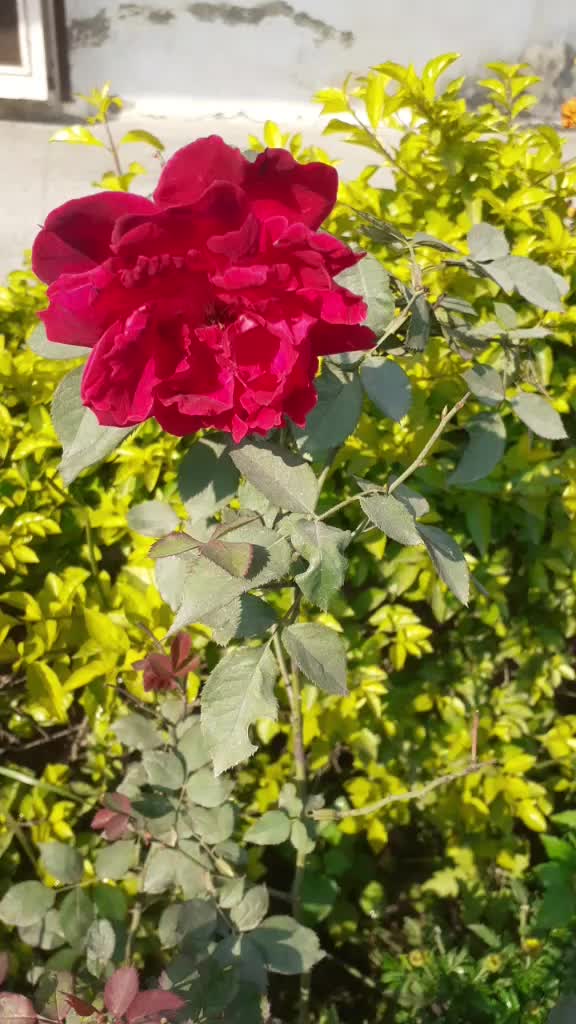 @user9290568698039